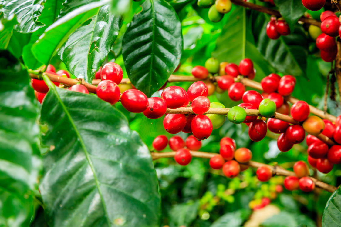 Coffee plant close-up